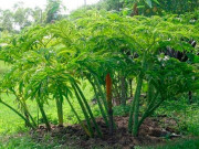 Lifestyle - Cây dại ở bờ mương xưa ít người biết, nay thành đặc sản khoái khẩu có hương vị đặc biệt, dân thành phố thích mê