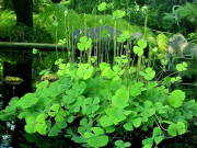 Lifestyle - Cây dại mọc bờ mương có tên rất lạ, nay thành món ăn đặc sản có hương vị đặc biệt, dân thành phố thích mê