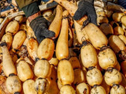 Lifestyle - Loại củ giá chỉ 30.000 đồng/kg, được ví là “nhân sâm dưới nước” bán đầy ngoài chợ, nấu món nào cũng ngon
