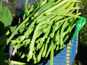 Lifestyle - Loại rau dại giá 100.000 đồng/kg xưa không ai ăn, bỗng chốc được dân thành phố “săn lùng” vì ngon và sạch