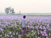 Lifestyle - Hoa lục bình ở ngoại ô Hà Nội nở rộ, khách đi 16km tới chụp ảnh, đón hoàng hôn