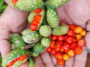 Lifestyle - Loại quả xưa rụng đầy không ai nhặt, nay là đặc sản chị em lùng tìm, giá lên đến 3 triệu/kg vẫn đắt khách