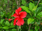 Lifestyle - Loại cây trồng làm hàng rào tưởng không ăn được, đem nấu canh thành đặc sản chỉ có ở Ninh Bình