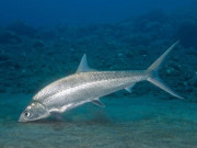 Lifestyle - Loại cá vừa đẹp vừa ngon, là đặc sản nổi tiếng nhưng hiếm có khó tìm, muốn mua phải đặt trước, 300.000 đồng/kg