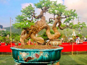 Cây ăn quả quen thuộc lên chậu thành bonsai được ưa chuộng, vừa đẹp vừa mang lại tài lộc dồi dào, có cây giá tiền tỷ