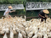 Lifestyle - Clip du khách Tây chăn vịt theo nhạc ở Quảng Trị khiến dân mạng cười bò