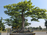 Tin tức - Cây tưởng chỉ lấy quả lên chậu lại thành bonsai đẹp lạ, tỏa mùi thơm nức mũi, có cây giá 2 tỷ đồng chủ nhân không bán