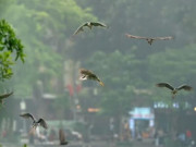 Lifestyle - Hà Nội: Vì sao hàng trăm cá thể chim hoang dã bất ngờ xuất hiện ở Hồ Gươm?