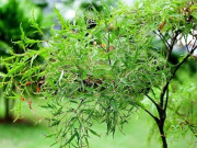 Lifestyle - Loại rau tốt ngang nhân sâm, xưa ít người ăn giờ thành đặc sản được ưa chuộng, giá 90.000 đồng/kg