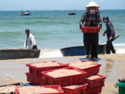 Ruốc xuất hiện dày đặc, ngư dân Đà Nẵng "bỏ túi" bạc triệu sau vài giờ vươn khơi