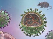 Sức khỏe - Bộ Y tế khuyến cáo phòng bệnh sau chùm ca nhiễm virus Hanta trên tàu du lịch quốc tế