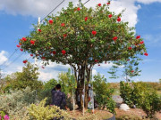 Tin tức - Cây dại mọc bờ rào nở hoa đỏ thắm, lên chậu thành bonsai có giá trăm triệu, nhiều người "săn lùng" vì ý nghĩa phong thủy