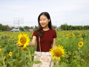 Lifestyle - Cánh đồng hoa hướng dương ở Cần Thơ hút giới trẻ check-in