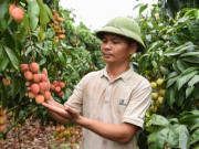 Tiêu dùng - Vụ vải thiều sớm giảm sản lượng nhưng nông dân Bắc Ninh phấn khởi vì giá cao