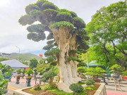 Tin tức - Cây mọc dại lên chậu thành bonsai đẹp lạ, trong phong thuỷ là "báu vật phát lộc", có cây giá chục tỷ đồng