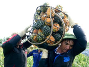 Tin tức - Gùi dứa thuê giữa nắng gắt đầu hè, nông dân Thanh Hóa kiếm tiền triệu mỗi ngày