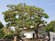 Cây ăn quả quen thuộc lên chậu thành bonsai, vừa lạ vừa có ý nghĩa phong thuỷ, có cây được định giá 5 tỷ đồng