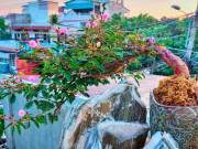 Tin tức - Cây hoa dại nay thành siêu phẩm bonsai có dáng thế đẹp, giá cao nhờ ý nghĩa phong thủy, người chơi lùng mua khắp nơi