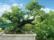 Tin tức - Cây mọc dại tỏa mùi thơm đặc biệt, nay thành bonsai vừa đẹp vừa mang lại nhiều phước lành, có cây giá 120 tỷ đồng