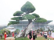 Tin tức - Cây ăn quả mọc dại ở quê lên chậu thành bonsai độc lạ, tượng trưng cho sự thịnh vượng, có cây được định giá 5 tỷ đồng