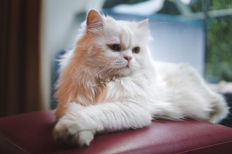 Nuôi mèo phù hợp với người hướng nội