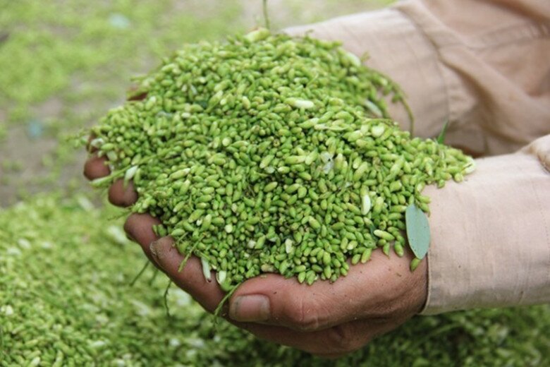 Nhiều người nông dân trồng hoa hòe để phát triển kinh tế, thu nhập hàng trăm triệu đồng mỗi năm