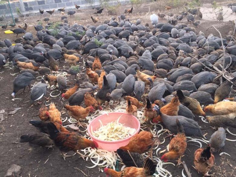 Gà sao hiện được nhiều hộ nông dân nuôi cùng với gà ta