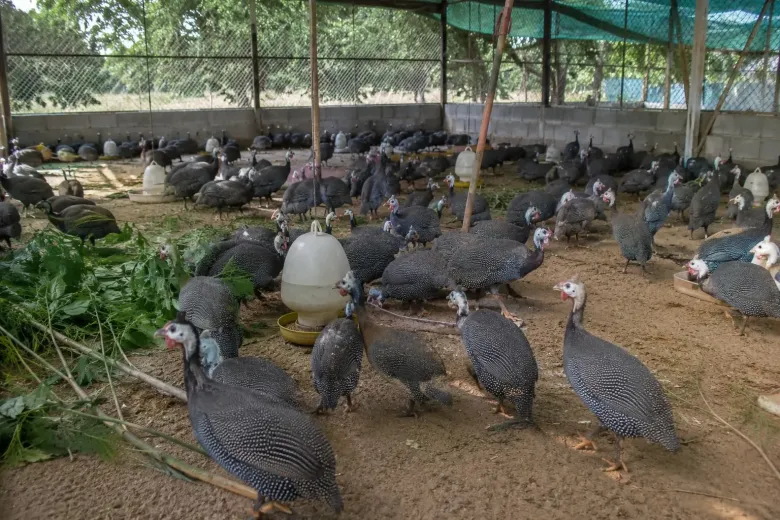 Mô hình nuôi gà sao ngày càng được áp dụng nhiều