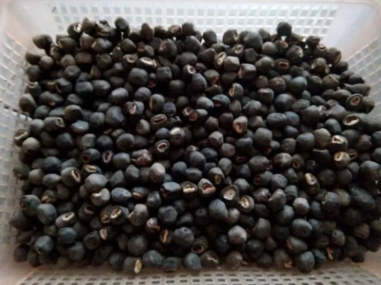 Hạt chuối cô đơn được bán rất nhiều với giá khá cao, giàu dinh dưỡng và được coi là một loại thuốc chữa bệnh