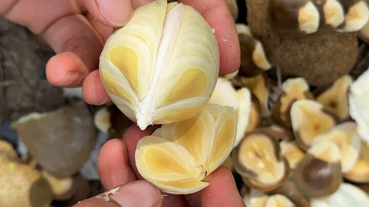 Phần cùi bên trong trông rất lạ mắt