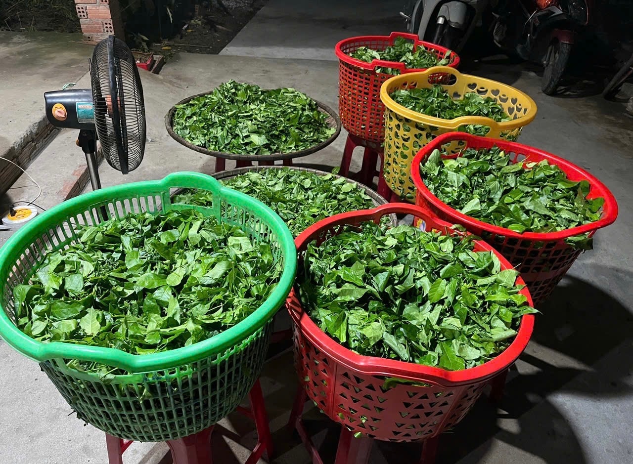 Loại rau xưa làm hàng rào chẳng ai biết đến, giờ thành đặc sản nổi ...