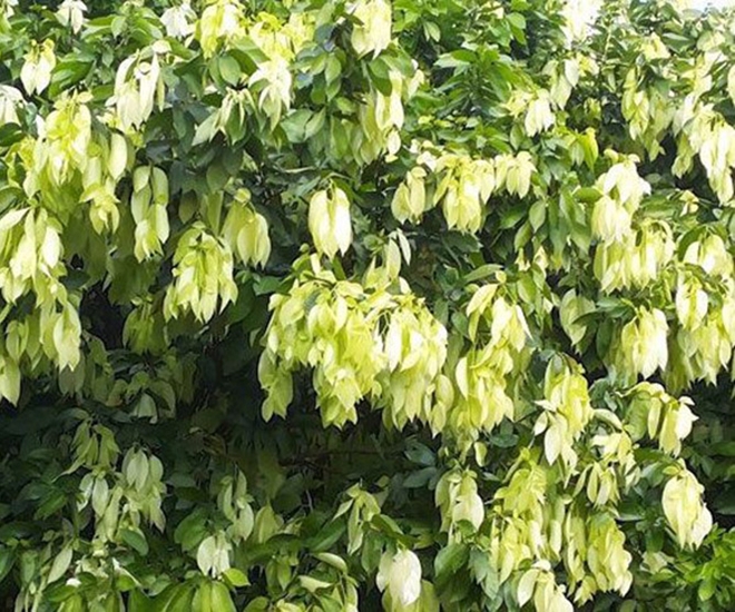 Cây đọt mọt xưa được trồng ở bờ rào, lá vứt đi chẳng ai ngó ngàng tới