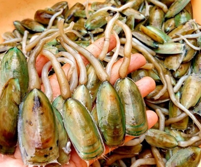 Giá bể là đặc sản chỉ có ở Hải Phòng