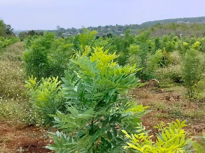 Cây hoa hòe sinh trường tốt ở vùng đất Tây Nguyên nắng gió