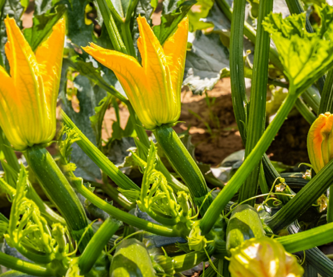 Người dân thường hái hoa vào sáng sớm khi hoa vừa nở, lúc này hoa còn tươi, chưa bị héo và giữ được hương vị ngon nhất.