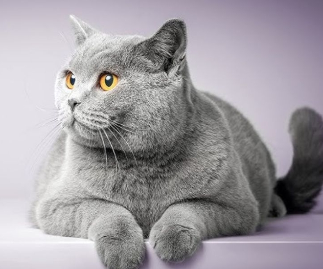 Em mèo Anh lông ngắn cực kỳ dễ thương