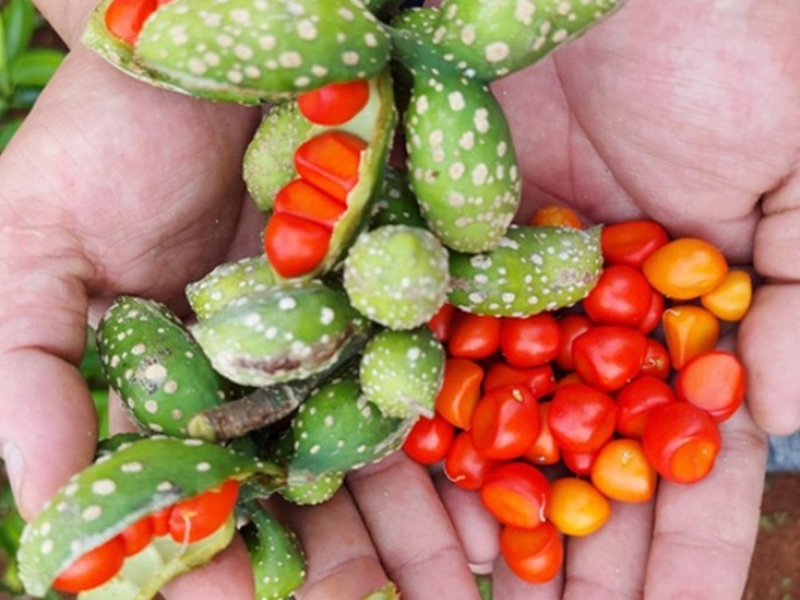 Hạt dổi được đem về làm thành loại gia vị đặc biệt