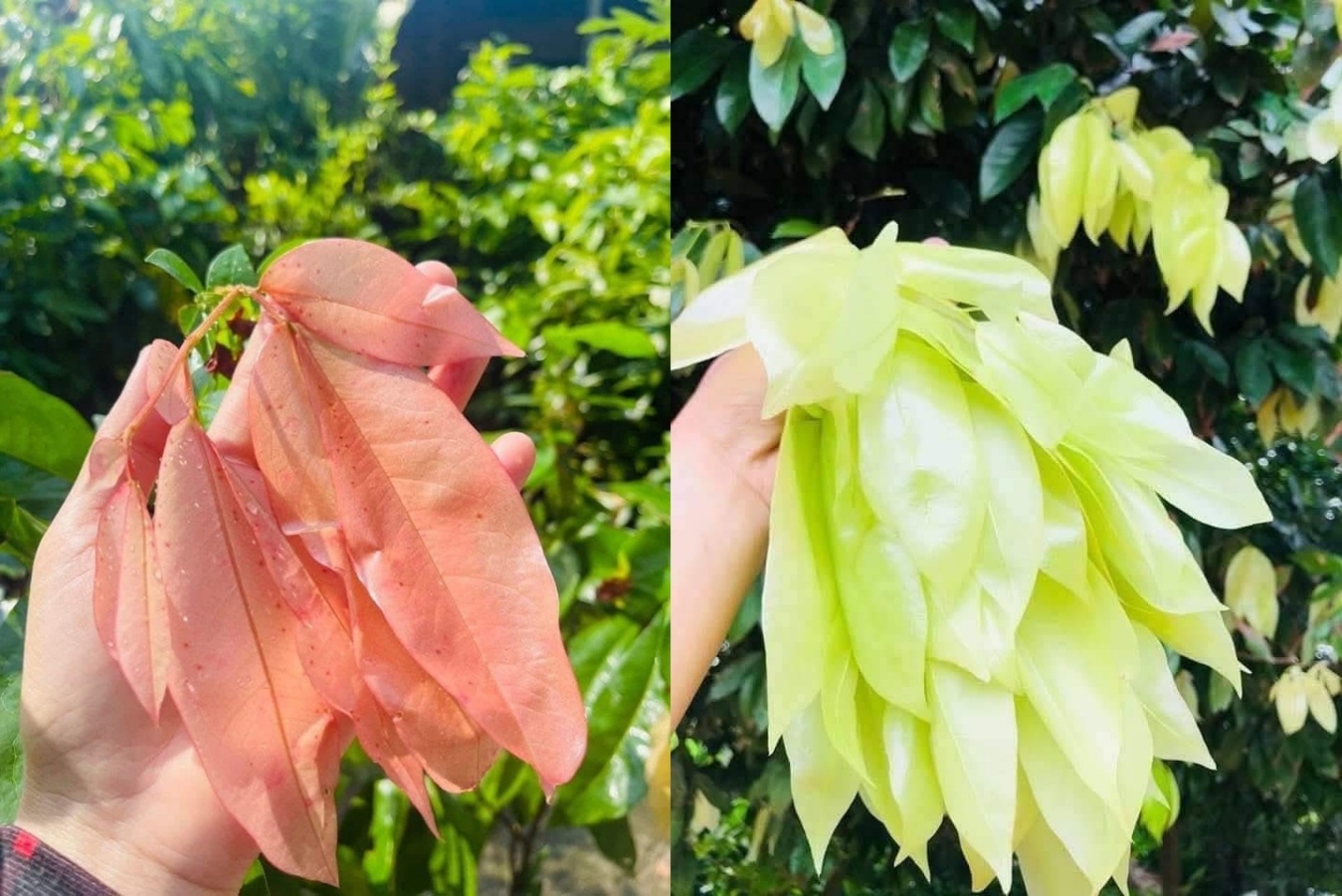 Lá đọt mọt trông rất đẹp, mềm láng mịn như lụa