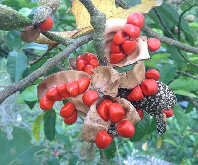 Cây dổi trông rất đặc biệt, quả và hạt dổi cũng rất độc đáo