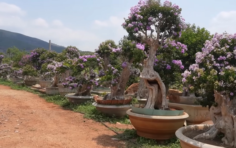 Vườn bằng lăng cảnh đẹp, độc của một nghệ nhân ở Gia Lai