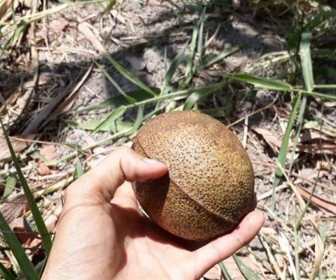 Loại quả này còn được gọi là trái cá