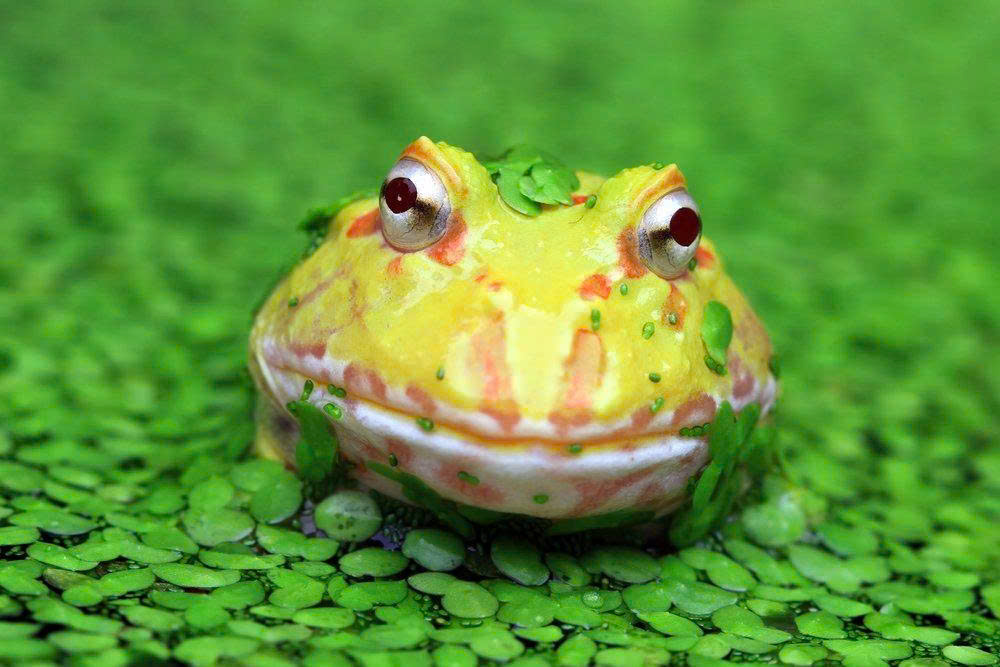 Ếch Pacman cực kỳ ngộ nhĩnh