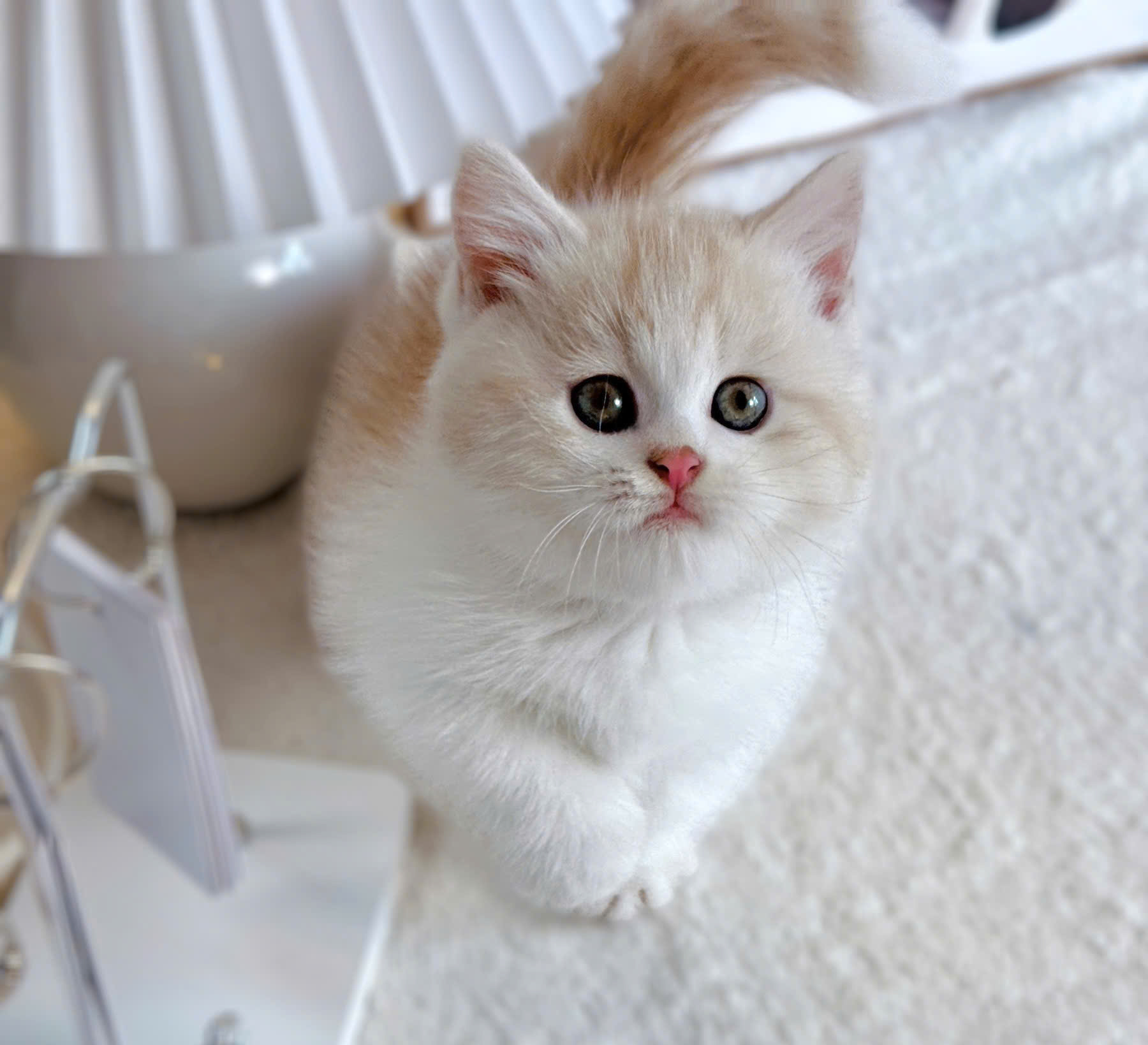 Vẻ ngoài cực kỳ đáng yêu của em mèo Munchkin