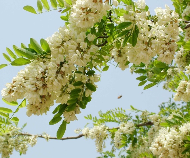 Hoa hòe vốn là loài cây mọc dại, nay được người nông dân mở rộng mô hình thành nông sản, thu hoạch quanh năm