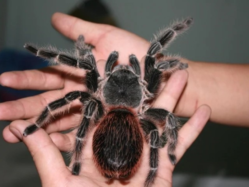 Nhện Tarantula là loài thú cưng độc đáo
