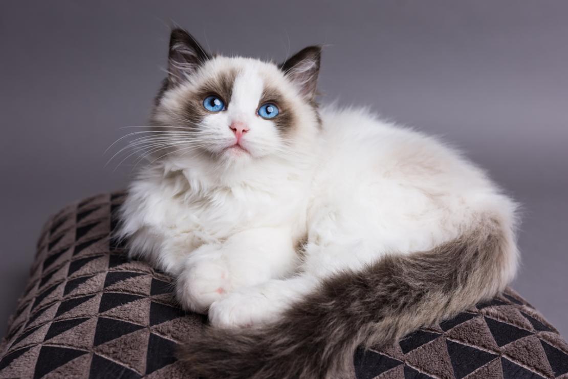 Mèo Ragdoll là người bạn rất trung thành