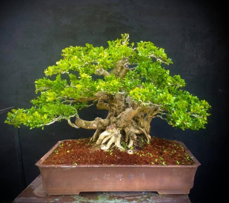 Ngâu bonsai được nhiều người yêu thích với mức giá phù hợp 