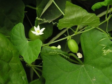 Loại quả xưa không ai ngó ngàng, nay thành đặc sản có hương vị đặc biệt, dân thành phố săn lùng khắp nơi