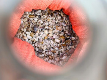 Mùa ốc ruốc ngắn ngủi, ngư dân tranh thủ "hái lộc biển" kiếm tiền triệu mỗi ngày