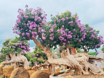 Cây mọc dại nở hoa cực đẹp lên chậu thành bonsai, trưng vừa độc lạ vừa hợp phong thủy, có cây giá tiền tỷ